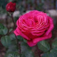 يونس أبو مراد