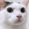 ネッコ