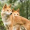 Justa Dingo