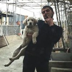 ომარ მძევაშვილი