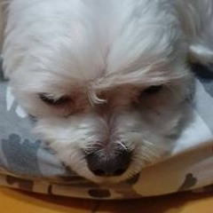 フェ ザー