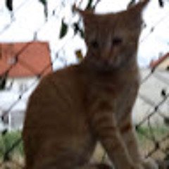 Mladen Krstić