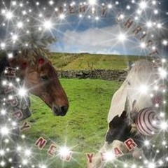 Nichola Andrew