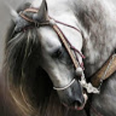 maha al-qahtani