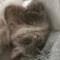 Catplayer 1001