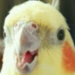 Burd