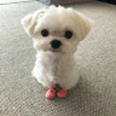 알맹이