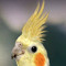 tired cockatiel