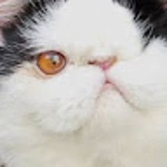 H Dill