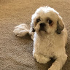 Pookie Is cute