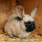Slugger The dwarf bunny