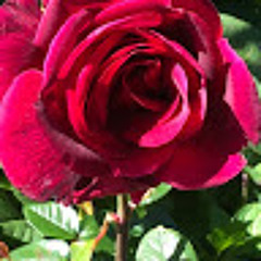 RyeBreadWithPeanutButter