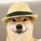 Wikidog