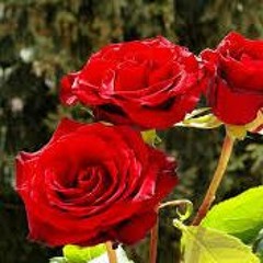 Om Ashraf