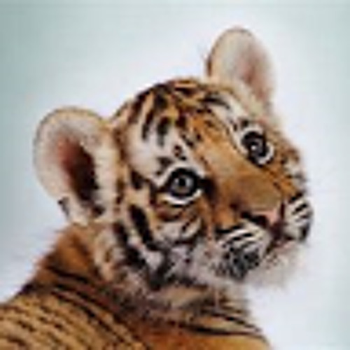Lion Tiger’s avatar