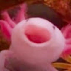 yaerootae grewriowollio