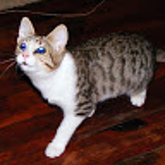 Beverley Van Den Heuvel