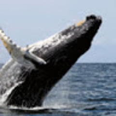 Baleine Salée