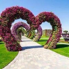 رضا ابو منه