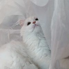 멍몽뀨