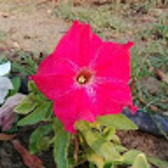 MAHMOOD FARAJ