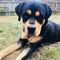 My dog Zeus