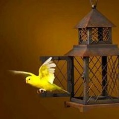 أحمد محمد رمضان