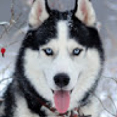 Sweetmeat Husky