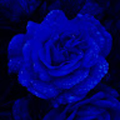 BlueBlueRoses