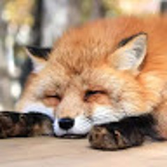 しろ