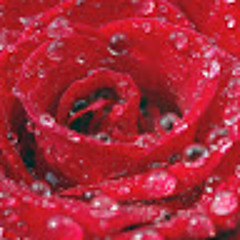 rose ng