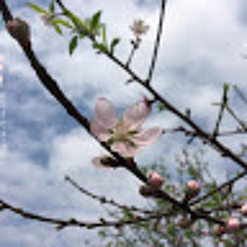 Đảo không người - Ngô Đại Văn