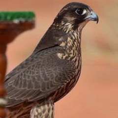 سالم العامري