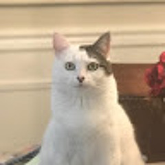Lily Kat
