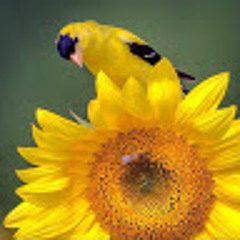 Glauce Manso de Melo