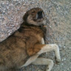 THEODOR KARASTEFANOU