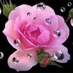 ريحانة الدار