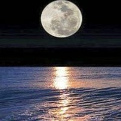 محمود ابو العنين