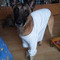 ro bert