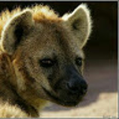 White hyena