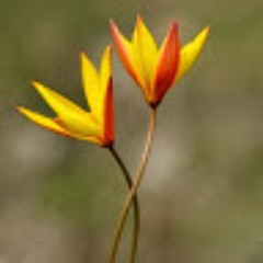 Eva María Gómez Camacho