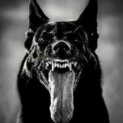 كيمو الحنش ابو عمار