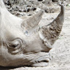 Rifka Chilungu