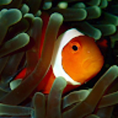 AngryClownfish