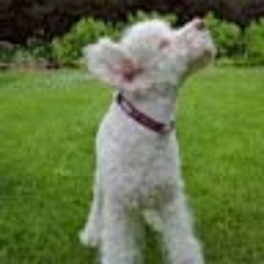 lola