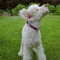 lola