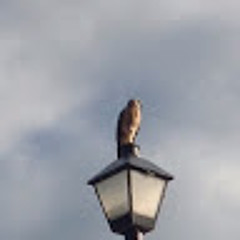 A bird on a streetlight
