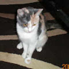Cat Hyatt
