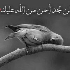 فيصل انشاصيء