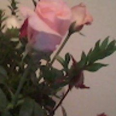 jasmin